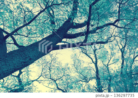 Blue vintage frame from tree branches. Nature background Blue vintage frame from tree branches. Nature background 136297735