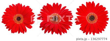 Three red gerbera flowers heads isolated on white background. 136297774
