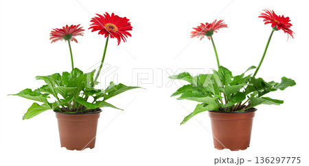 Red gerbera flowers in pots isolated on white background. File contains clipping path. Red gerbera flowers in pots isolated on white background. File contains clipping path. 136297775