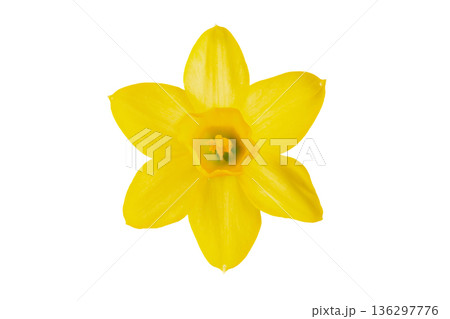 Single yellow daffodil flower isolated on white background. 136297776