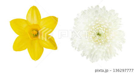 Two spring blossoms Two spring blossoms 136297777