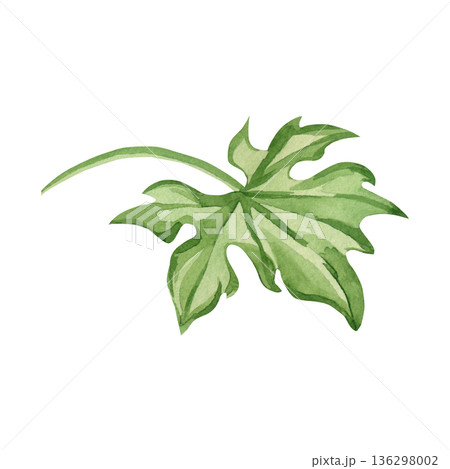 A green momordica leaf with a stem, hand-drawn watercolor illustration isolated on a white background. Botanical illustration for healthy eating, herbal medicine, and nature-inspired design concepts. 136298002