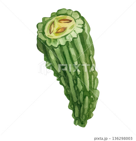 Green half of a momordica fruit with seeds. Hand-painted watercolor drawing of an Indian cucumber on a white background. Healthy eating and vegetable concept for cookbooks, labels, and packaging. 136298003