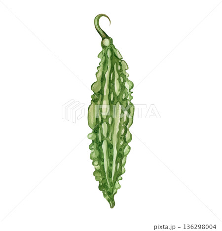 Green bitter gourd, or karela vegetable, hand-drawn in watercolor on a white background. Momordica vegetable illustration. Healthy eating and vegetarian diet concept for packaging and product printing Green bitter gourd, or karela vegetable, hand-drawn in watercolor on a white background. Momordica vegetable illustration. Healthy eating and vegetarian diet concept for packaging and product printing 136298004