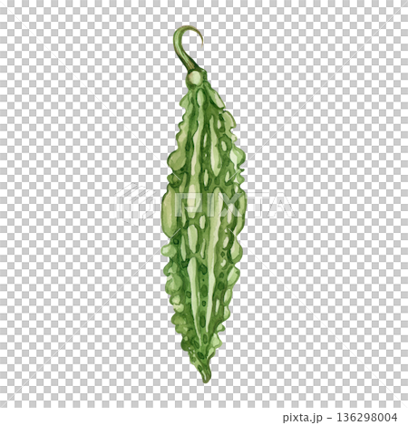 Green bitter gourd, or karela vegetable, hand-drawn in watercolor on a white background. Momordica vegetable illustration. Healthy eating and vegetarian diet concept for packaging and product printing Green bitter gourd, or karela vegetable, hand-drawn in watercolor on a white background. Momordica vegetable illustration. Healthy eating and vegetarian diet concept for packaging and product printing 136298004