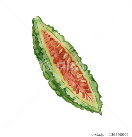 Hand-painted watercolor illustration of a momordica, bitter melon, slice with seeds, isolated on a white background. Ideal for healthy food, cooking, packaging, and menu design. Hand-painted watercolor illustration of a momordica, bitter melon, slice with seeds, isolated on a white background. Ideal for healthy food, cooking, packaging, and menu design. 136298005