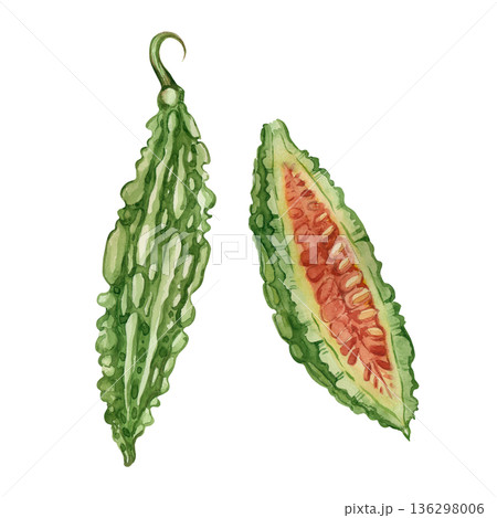 Momordica fruit, half a momordica with seeds. A whole Indian cucumber and half a fruit with seeds, all hand-painted in watercolor. Illustration for printing on product packaging, menus, products. Momordica fruit, half a momordica with seeds. A whole Indian cucumber and half a fruit with seeds, all hand-painted in watercolor. Illustration for printing on product packaging, menus, products. 136298006