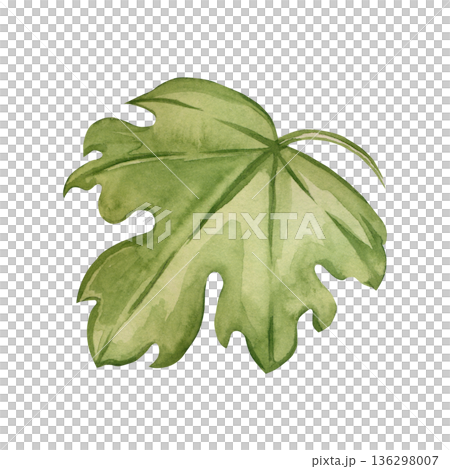 Hand-painted watercolor momordica leaves isolated on a white background. Hand-drawn karela (bitter melon) leaf design element for design, printing on paper, and fabric. Hand-painted watercolor momordica leaves isolated on a white background. Hand-drawn karela (bitter melon) leaf design element for design, printing on paper, and fabric. 136298007