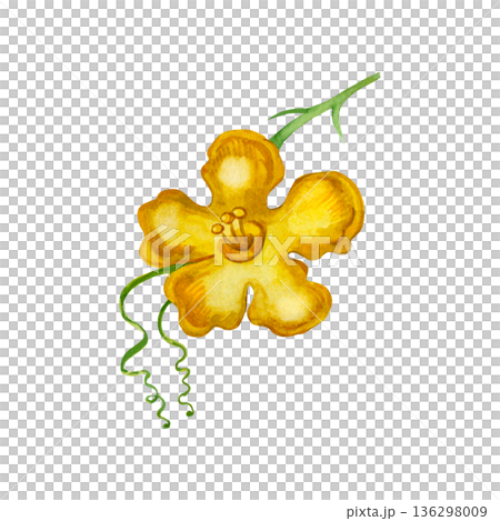 A yellow momordica flower with a green stem and tendrils. Hand-drawn in watercolor and isolated on a white background. The illustration is perfect for printing on fabric, paper, design, and crafts. A yellow momordica flower with a green stem and tendrils. Hand-drawn in watercolor and isolated on a white background. The illustration is perfect for printing on fabric, paper, design, and crafts. 136298009