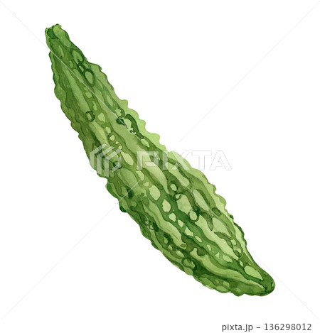Green bitter melon, Momordica spp., hand-painted in watercolor and isolated on a white background. Botanical illustration of green bitter melon for a healthy eating promotion. 136298012