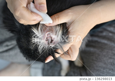 犬の耳掃除 チワワ 犬の耳掃除 チワワ 136298013