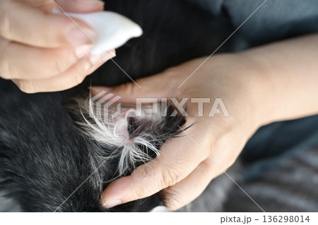 犬の耳掃除 チワワ 犬の耳掃除 チワワ 136298014