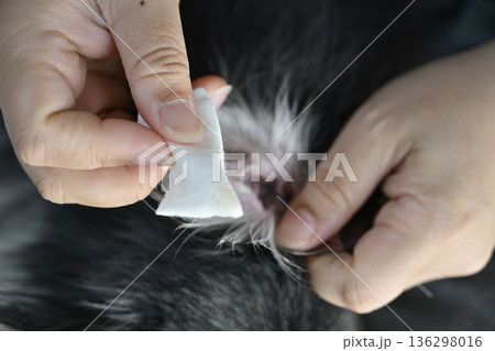 犬の耳掃除 チワワ 犬の耳掃除 チワワ 136298016