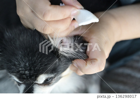 犬の耳掃除 チワワ 犬の耳掃除 チワワ 136298017
