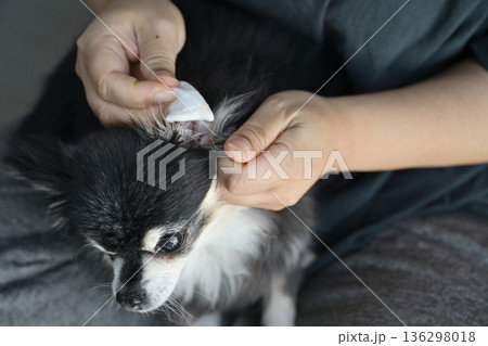 犬の耳掃除　チワワ 136298018