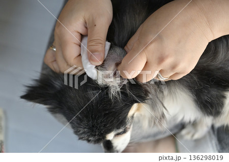 犬の耳掃除　チワワ 136298019