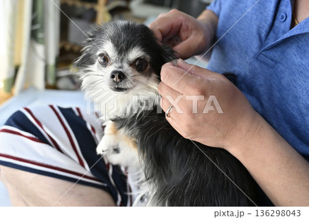 愛犬の耳掃除をする男性　チワワ 136298043