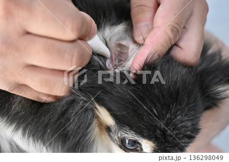 愛犬の耳掃除をする男性 チワワ 愛犬の耳掃除をする男性 チワワ 136298049