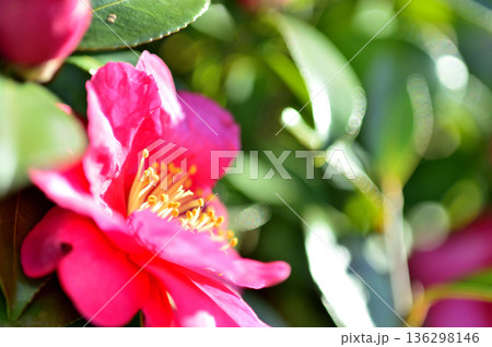 近所で見た山茶花 近所で見た山茶花 136298146