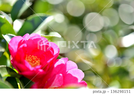 近所で見た山茶花 136298151