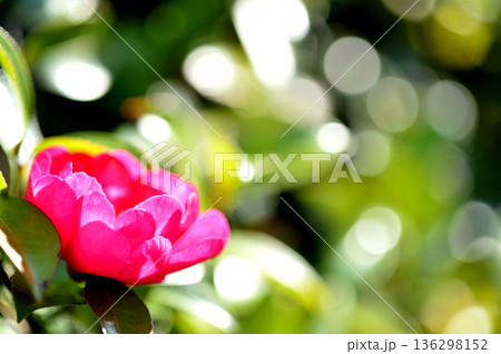 近所で見た山茶花 136298152