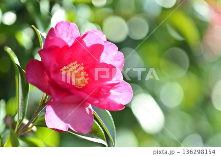 近所で見た山茶花 136298154