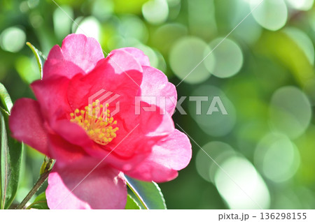 近所で見た山茶花 136298155