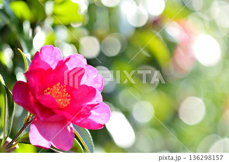 近所で見た山茶花 近所で見た山茶花 136298157