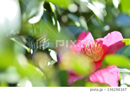 近所で見た山茶花 近所で見た山茶花 136298167
