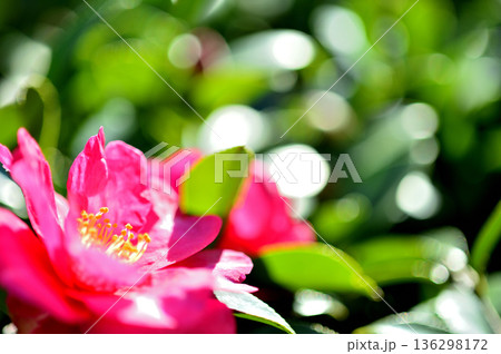 近所で見た山茶花 近所で見た山茶花 136298172