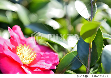 近所で見た山茶花 近所で見た山茶花 136298174