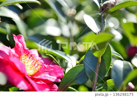近所で見た山茶花 近所で見た山茶花 136298175