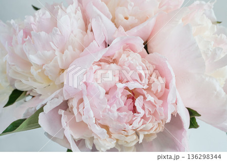 Delicate pink peony flowers showcasing soft petals and natural beauty 136298344