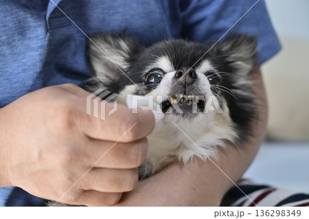 愛犬の顔掃除をする男性　チワワ　涙焼け　ハミガキ　耳掃除 136298349