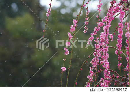 太宰府天満宮の梅の花 太宰府天満宮の梅の花 136298457