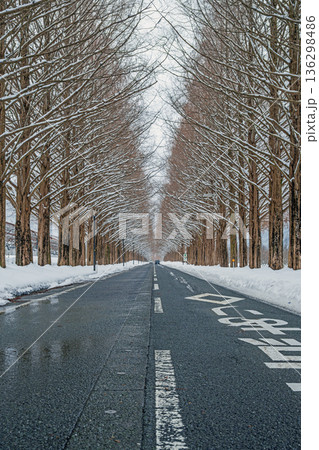滋賀 メタセコイア並木の雪景色 滋賀 メタセコイア並木の雪景色 136298486