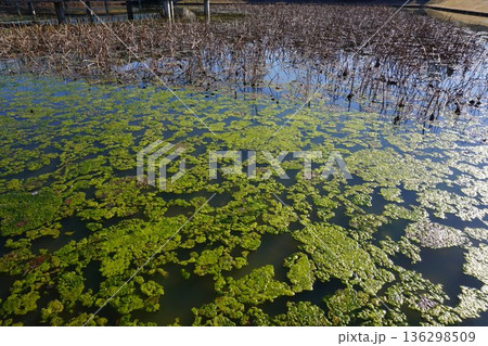 「アオミドロ」が冬の池に大繁殖した例 「アオミドロ」が冬の池に大繁殖した例 136298509