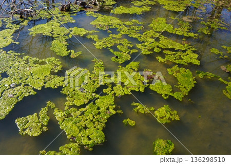 「アオミドロ」が冬の池に大繁殖した例 136298510
