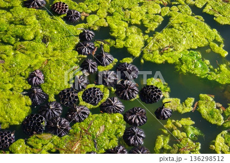 「アオミドロ」が冬の池に大繁殖した例 「アオミドロ」が冬の池に大繁殖した例 136298512