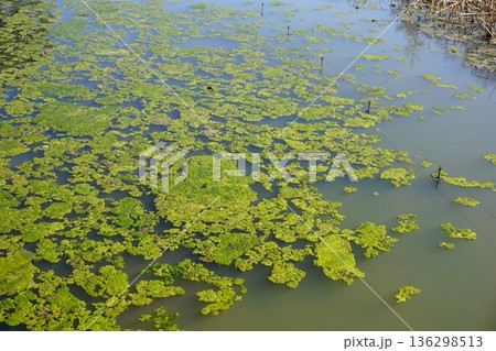 「アオミドロ」が冬の池に大繁殖した例 136298513