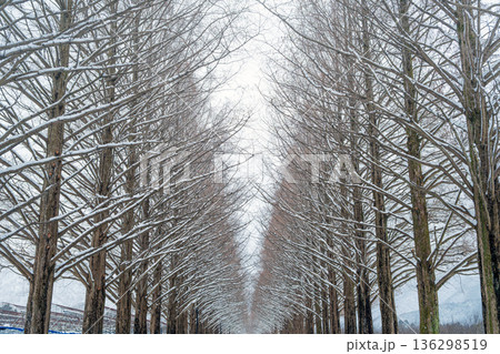 滋賀 メタセコイア並木の雪景色 滋賀 メタセコイア並木の雪景色 136298519