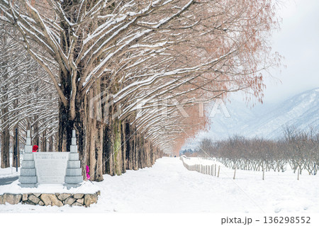 滋賀 メタセコイア並木の雪景色 滋賀 メタセコイア並木の雪景色 136298552