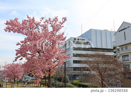 河津桜 カワヅザクラ 鎌ケ谷市役所に隣接する新鎌ケ谷二丁目公園 河津桜 カワヅザクラ 鎌ケ谷市役所に隣接する新鎌ケ谷二丁目公園 136298588