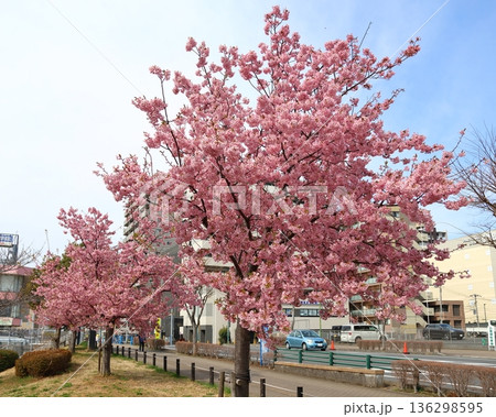 河津桜　カワヅザクラ　鎌ケ谷市役所に隣接する新鎌ケ谷二丁目公園 136298595
