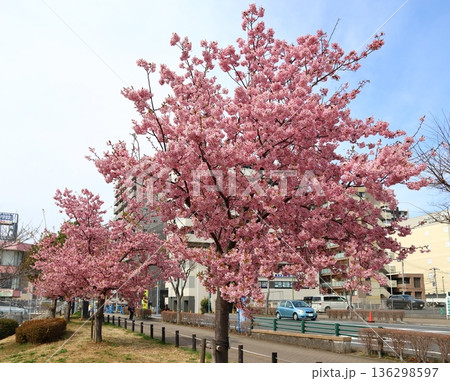 河津桜 カワヅザクラ 鎌ケ谷市役所に隣接する新鎌ケ谷二丁目公園 河津桜 カワヅザクラ 鎌ケ谷市役所に隣接する新鎌ケ谷二丁目公園 136298597