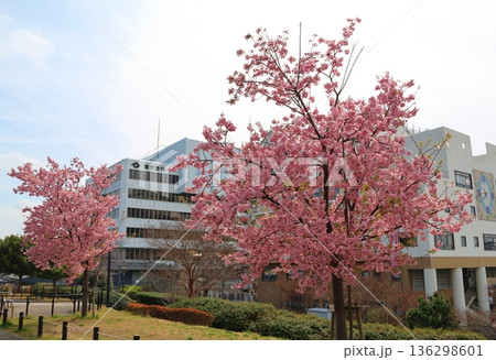 河津桜 カワヅザクラ 鎌ケ谷市役所に隣接する新鎌ケ谷二丁目公園 河津桜 カワヅザクラ 鎌ケ谷市役所に隣接する新鎌ケ谷二丁目公園 136298601