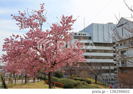 河津桜　カワヅザクラ　鎌ケ谷市役所に隣接する新鎌ケ谷二丁目公園 136298602