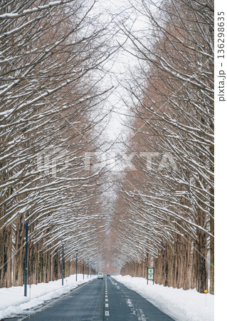 滋賀 メタセコイア並木の雪景色 136298635