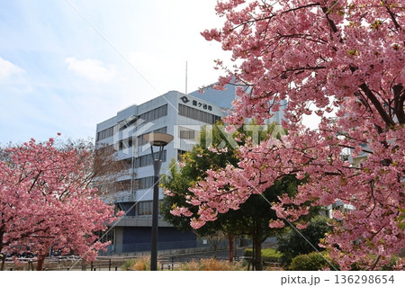 河津桜 河津さくら カワヅザクラ 鎌ケ谷市役所に隣接する新鎌ケ谷二丁目公園 河津桜 河津さくら カワヅザクラ 鎌ケ谷市役所に隣接する新鎌ケ谷二丁目公園 136298654