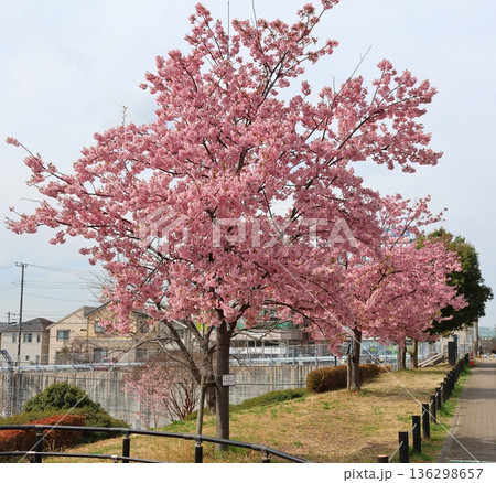 河津桜　河津さくら　カワヅザクラ　鎌ケ谷市役所に隣接する新鎌ケ谷二丁目公園 136298657
